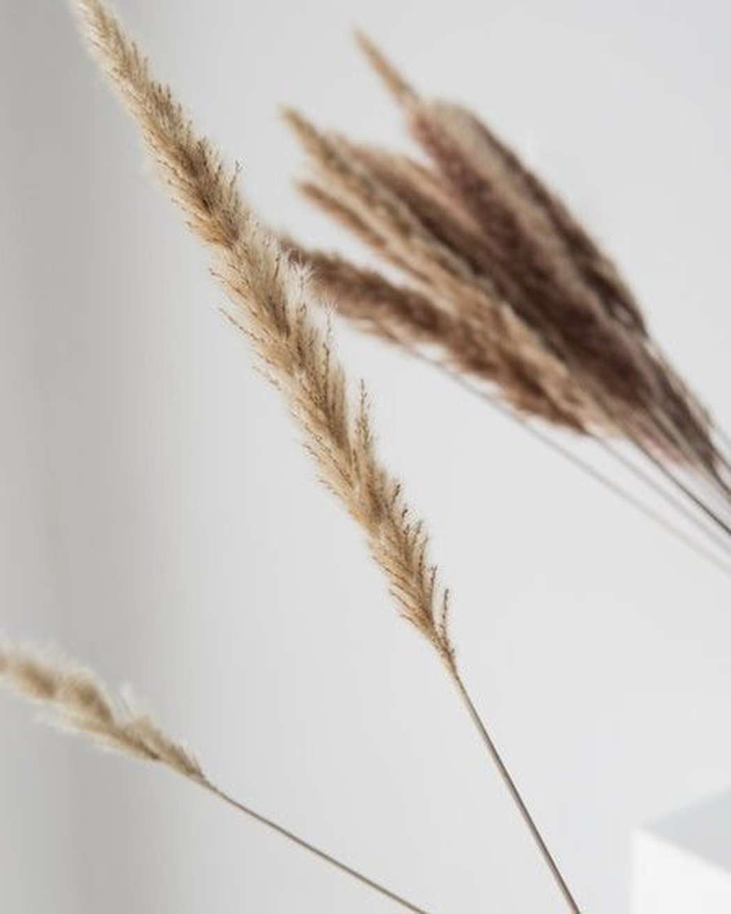 Brown Small Pampas