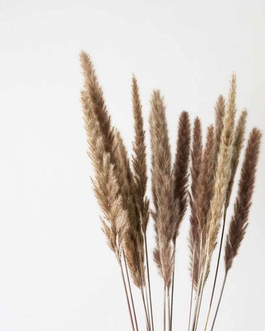 Brown Small Pampas
